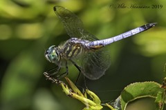 Pachydiplax longipennis