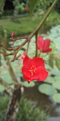 Jatropha integerrima
