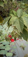 Jatropha integerrima