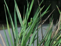 Dichanthelium aciculare