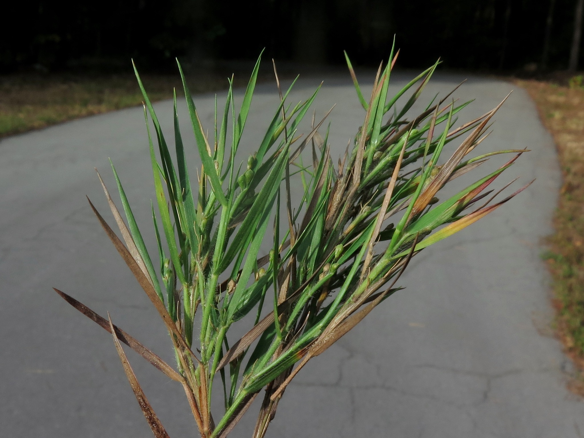 Dichanthelium aciculare