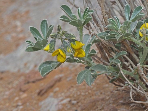 Crotalaria colorata image