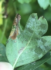 Phyllonorycter oxyacanthae