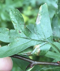 Phyllonorycter oxyacanthae