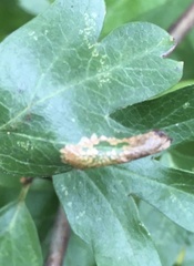 Phyllonorycter oxyacanthae
