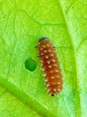 Disonycha quinquelineata