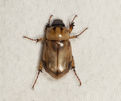 Cyclocephala amazona