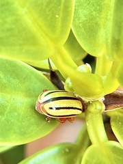 Disonycha quinquelineata