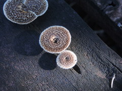 Lentinus