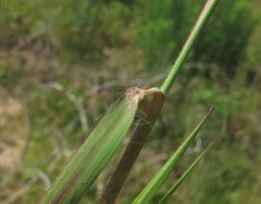 Dichanthelium aciculare