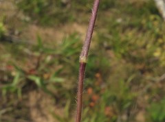 Dichanthelium aciculare