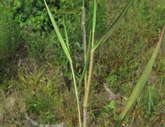 Dichanthelium aciculare