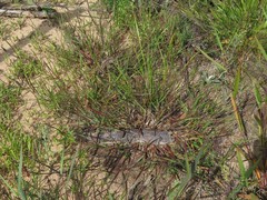 Dichanthelium aciculare