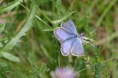 Plebejus argus