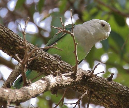 Grey-headed Lovebird