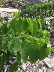 Bauhinia monandra