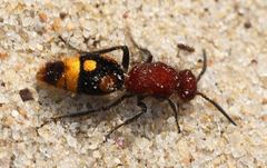 Aureotilla madecassa