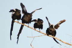 Lanius melanoleucus