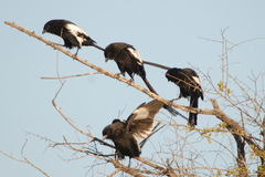 Lanius melanoleucus