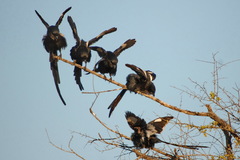 Lanius melanoleucus