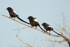 Lanius melanoleucus