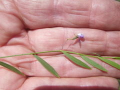 Psoralea laxa