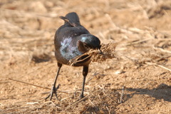Lamprotornis australis