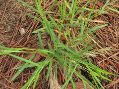 Dichanthelium bicknellii