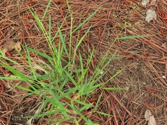 Dichanthelium bicknellii