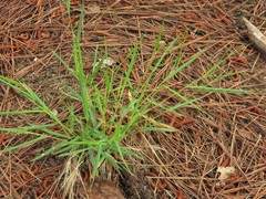 Dichanthelium bicknellii