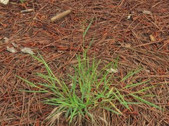 Dichanthelium bicknellii