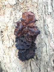 Phaeotremella foliacea