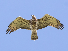 Short-Toed Snake Eagle photo 3