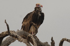 Trigonoceps occipitalis