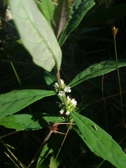Lycopus angustifolius