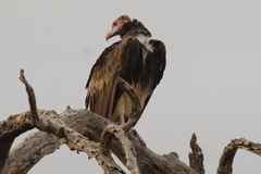 Trigonoceps occipitalis