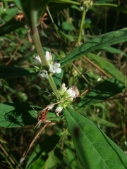 Lycopus angustifolius