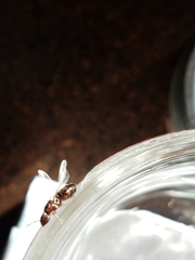 Tetramorium immigrans