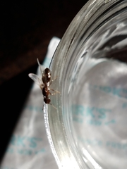 Tetramorium immigrans