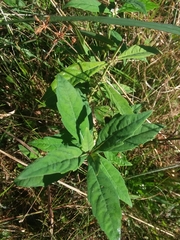 Lycopus angustifolius