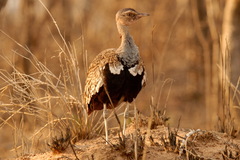 Eupodotis ruficrista