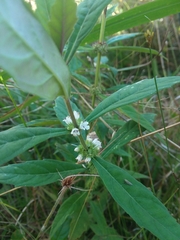 Lycopus angustifolius