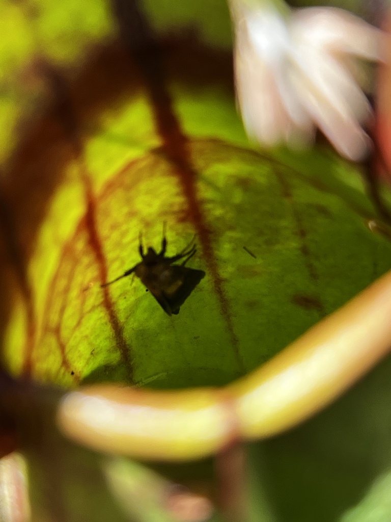 Epauletted Pitcher Plant Moth