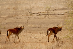 Hippotragus niger niger