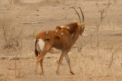 Hippotragus niger niger