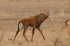 Hippotragus niger niger