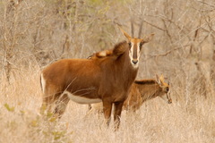 Hippotragus niger niger
