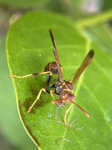Mexican Paper Wasp photo 5