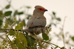 Urocolius indicus transvaalensis