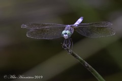 Pachydiplax longipennis